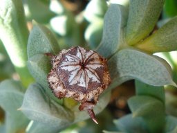 Schlechteranthus albiflorus capsule